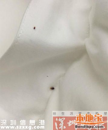 女子深圳住酒店半夜床上驚現(xiàn)十幾只蟲 身上又癢又痛