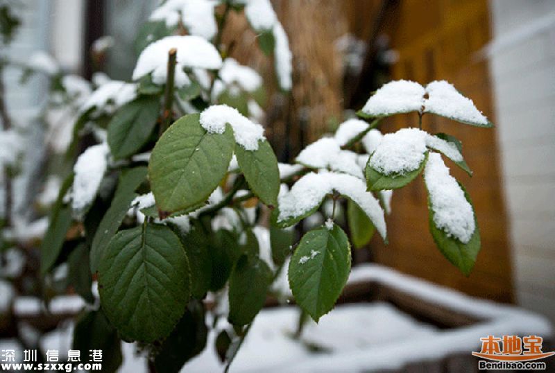 2016廣東首場雪在清遠 前兩天還在穿短袖