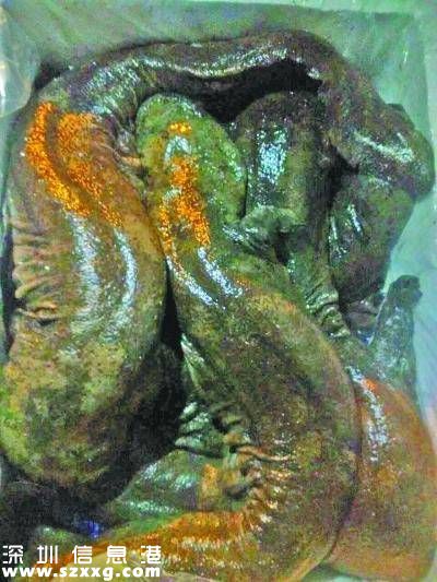 客車(chē)行李箱傳出嬰兒“哭聲” 高警查獲500尾娃娃魚(yú)