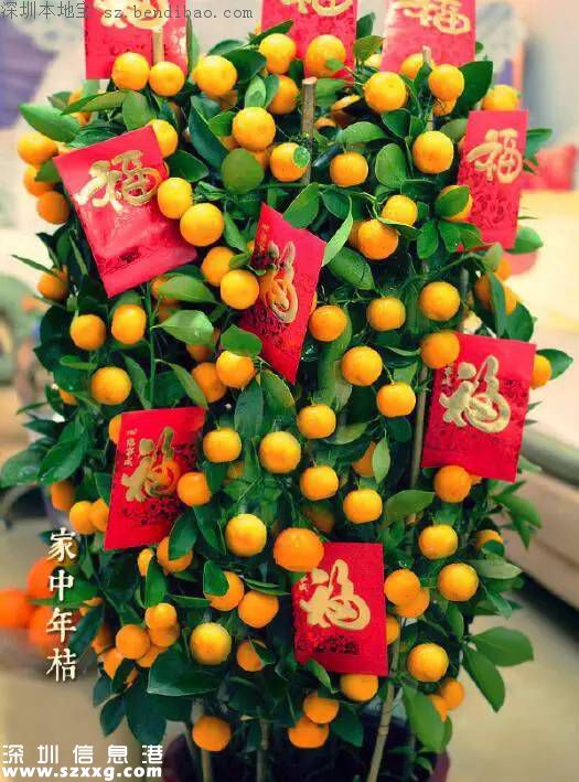 春節(jié)買什么年花？不同花有什么不同寓意？