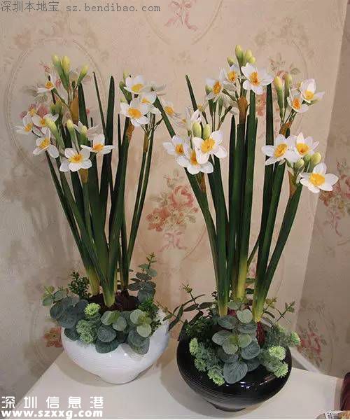 春節(jié)買什么年花？不同花有什么不同寓意？