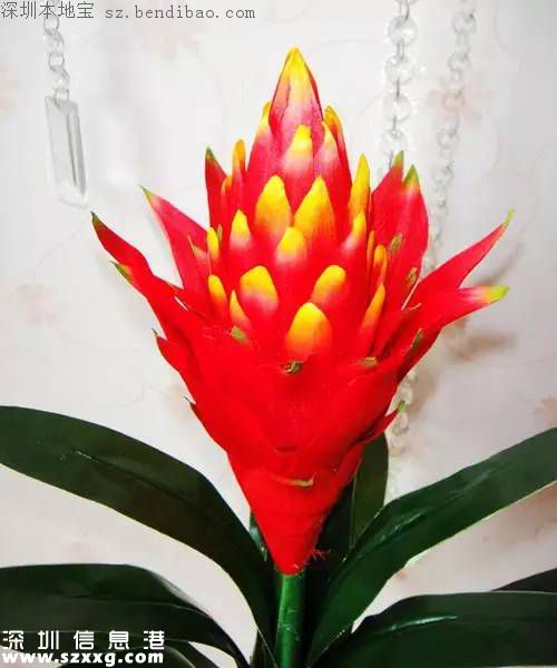 春節(jié)買什么年花？不同花有什么不同寓意？