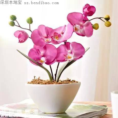 春節(jié)買什么年花？不同花有什么不同寓意？