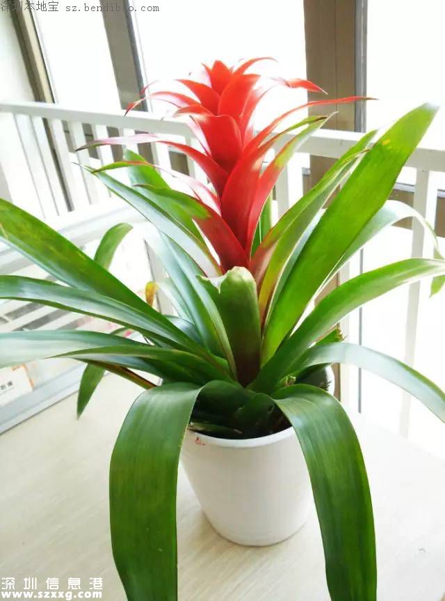 春節(jié)買什么年花？不同花有什么不同寓意？