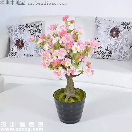 春節(jié)買什么年花？不同花有什么不同寓意？