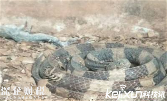 ?？趧游飯@成煉獄：滿眼全都是動物尸體 太可怕
