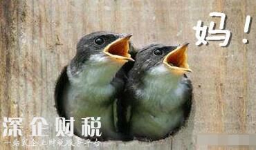 鳥在衣服筑巢下蛋