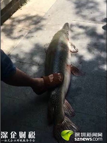 深圳男子釣上1米長怪魚 疑似“淡水殺手”鱷雀鱔(圖)